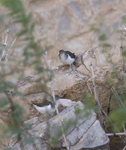 Spotted Sandpipers 5577